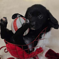 Thumbnail photo of *A Holiday Litter* J #3