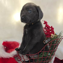 Thumbnail photo of *A Holiday Litter* I #1