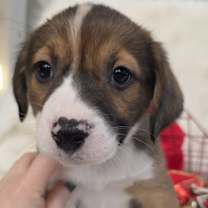 Thumbnail photo of *A Holiday Litter* C #1