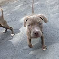 Thumbnail photo of Bitsy #1