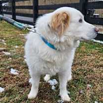 Thumbnail photo of Gigi #4