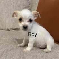 Thumbnail photo of snowBall #1