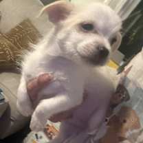 Thumbnail photo of snowBall #2