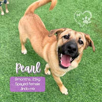 Thumbnail photo of Pearl #1