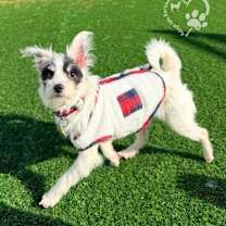 Thumbnail photo of Dotty #4