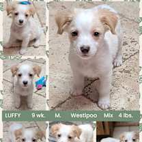 Thumbnail photo of LUFFY #1