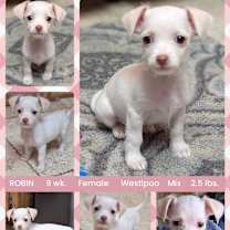 Thumbnail photo of ROBIN #1