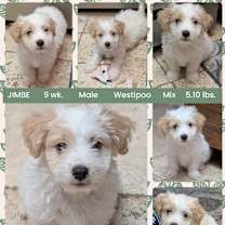 Thumbnail photo of JIMBE #1