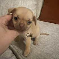 Thumbnail photo of dixie #1