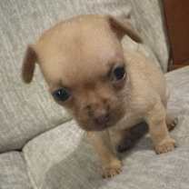 Thumbnail photo of dixie #2