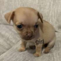 Thumbnail photo of dixie #3