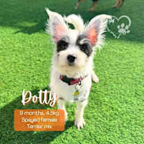 Thumbnail photo of Dotty #1