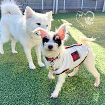 Thumbnail photo of Dotty #3