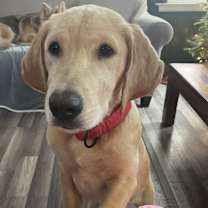 Thumbnail photo of Mango #1