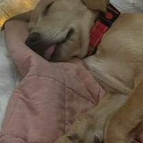 Thumbnail photo of Mango #2