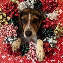 Thumbnail photo of Dasher #1