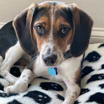 Thumbnail photo of Dasher #2