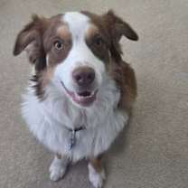 Thumbnail photo of Buzz #1