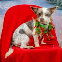 Thumbnail photo of Merry D5277 #1