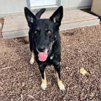 Thumbnail photo of Henry #3