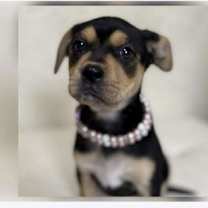 Thumbnail photo of Moonpie #1