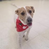 Thumbnail photo of Hippie #1