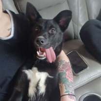 Thumbnail photo of Onyx #1