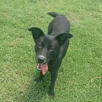 Thumbnail photo of Onyx #3