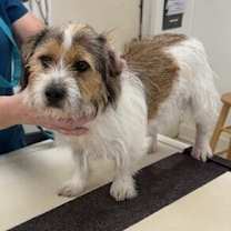 Thumbnail photo of Rowdy #1