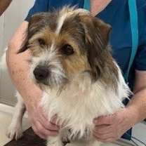 Thumbnail photo of Rowdy #2