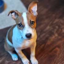 Thumbnail photo of Noelle #1