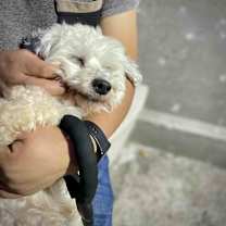 Thumbnail photo of CALI #4