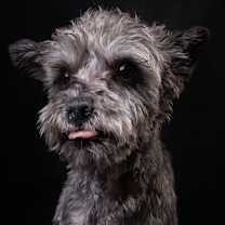 Thumbnail photo of RAMON #1