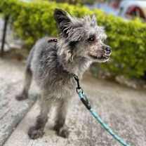 Thumbnail photo of RAMON #3