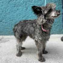 Thumbnail photo of RAMON #4