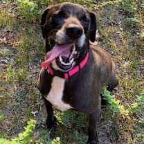 Thumbnail photo of Birdie #4