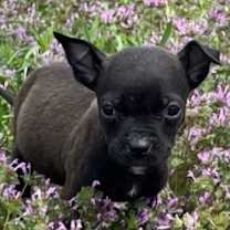 Thumbnail photo of Romeo #3