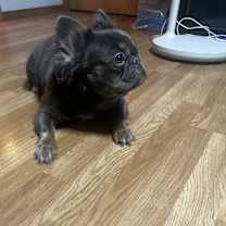 Thumbnail photo of Taz #4