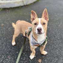 Thumbnail photo of Jango #1