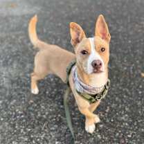 Thumbnail photo of Jango #3