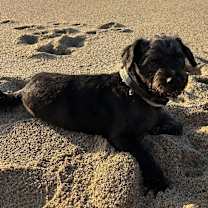 Thumbnail photo of Harvey #2