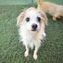 Thumbnail photo of Sakura #1