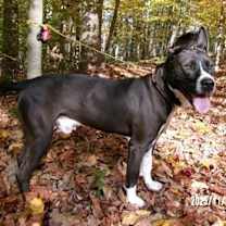 Thumbnail photo of Syren #3