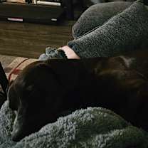 Thumbnail photo of Harley #2