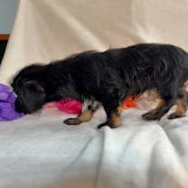 Thumbnail photo of Glamour #3