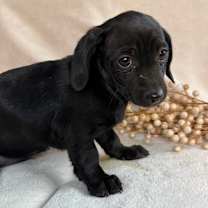 Thumbnail photo of Glitz #1