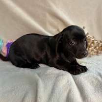 Thumbnail photo of Sparkler #4