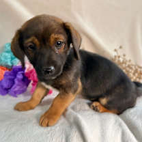 Thumbnail photo of Fizzy #1