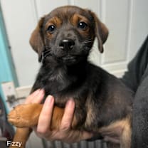 Thumbnail photo of Fizzy #2