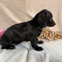 Thumbnail photo of Glitz #3